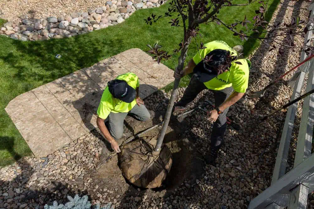 Year Round Tree Care in Boulder | Bullard Tree & Garden