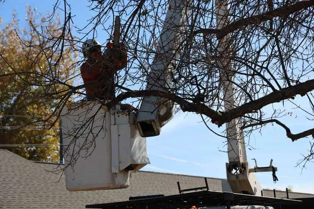 Multi-Family Community Tree Care Experts in Colorado