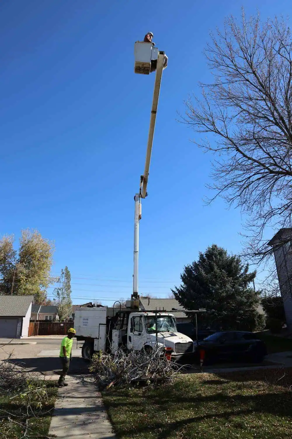 Certified arborist pruning branches high in a tree canopy in Erie, Colorado