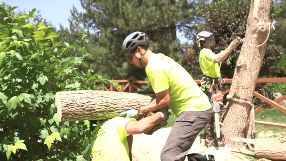 Commercial Tree Care & Removal | Crane-Assisted Tree Removal