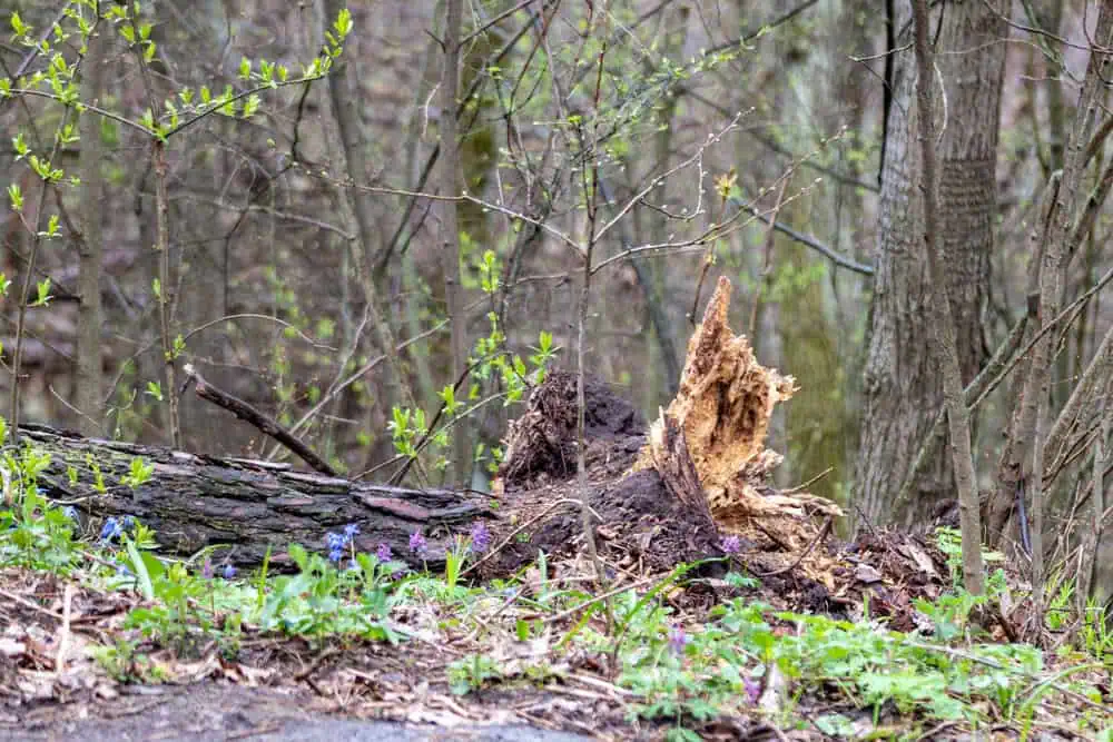 Fallen rotting tree trunk in wooded area posing unexpected hazard
