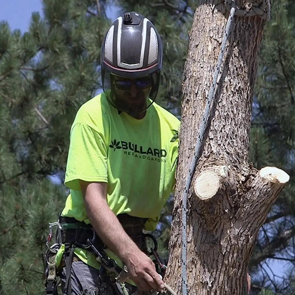 Tree service in Firestone