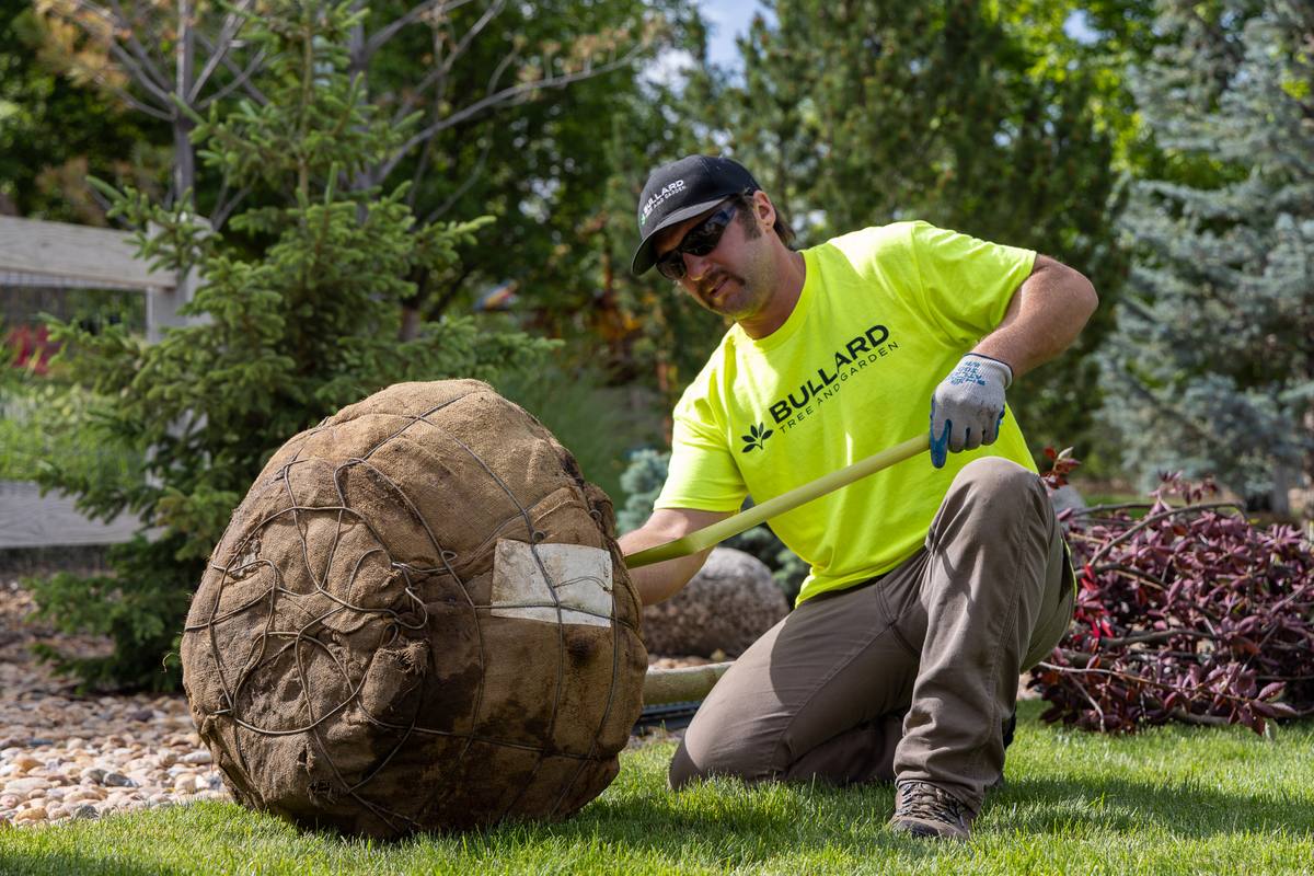 Bullard Tree & Garden team providing professional tree care services in Boulder