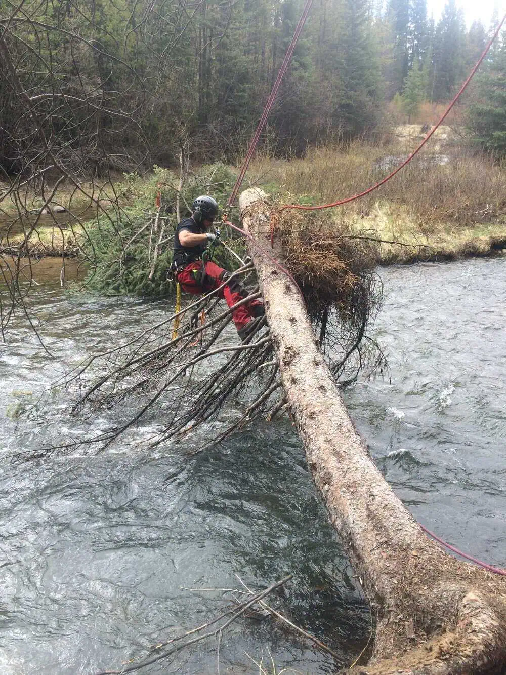 Commercial Tree Service & Tree Management Plan