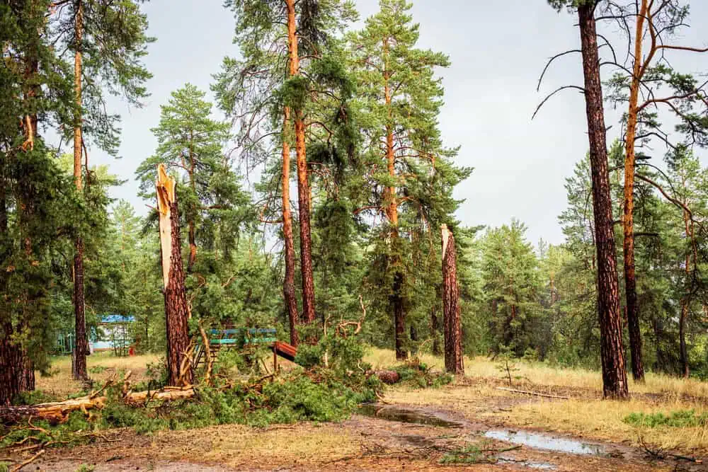 Storm damaged trees with broken trunks and fallen branches in a forest setting, highlighting the need for emergency tree removal and clean-up services.