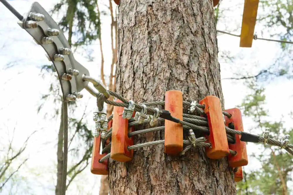 Boulder Tree Cabling & Bracing Services | Certified Arborists