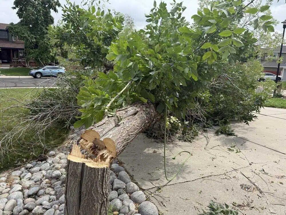 Fallen and Hazardous Trees | Bullard Tree & Garden