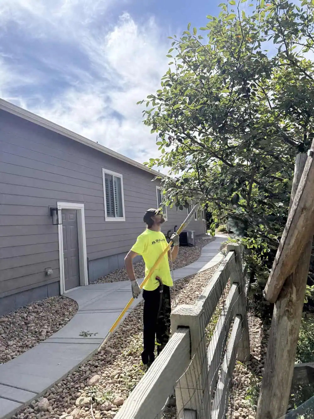 Regular tree inspections as a vital service for Denver homeowners