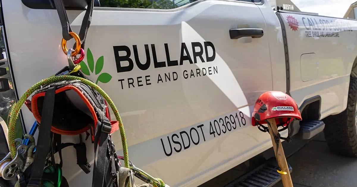 Tree Health Evaluation & Professional Tree Care Services in Colorado