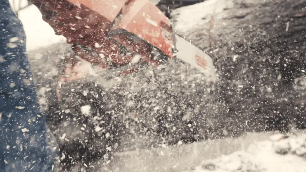 Year Round Tree Care in Boulder | Bullard Tree & Garden