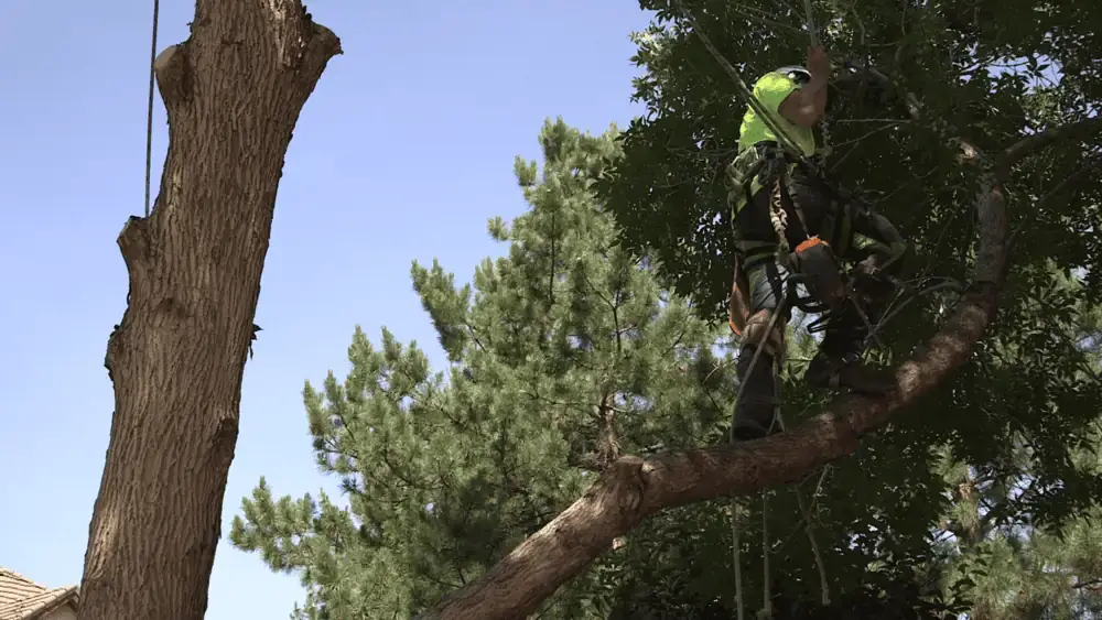 Tree service in Arvada