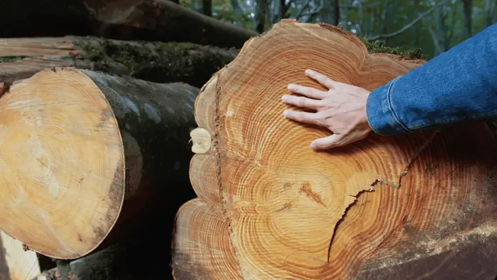 Tree service in Altona