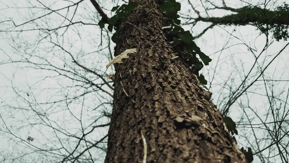 Tree service in Arvada