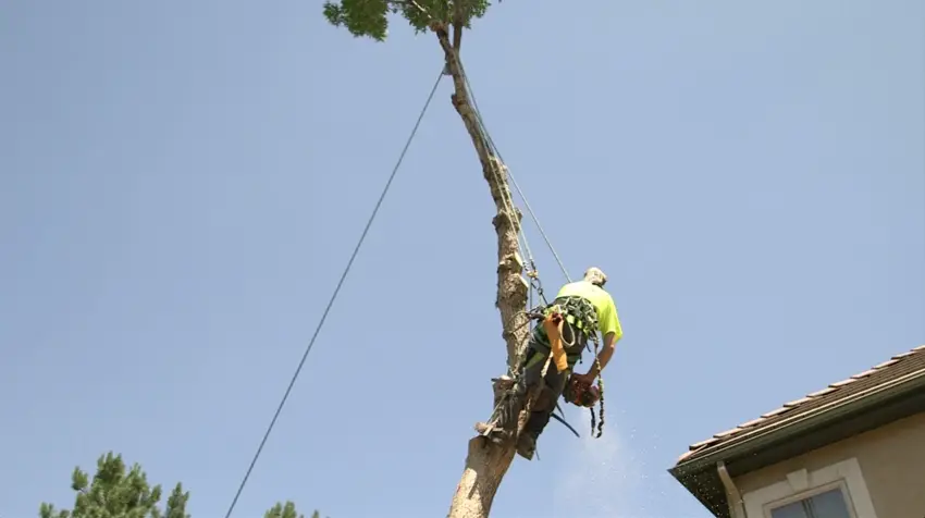 Tree service in Morey