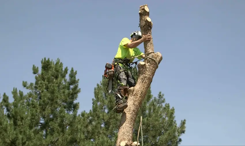 Tree service in Morey
