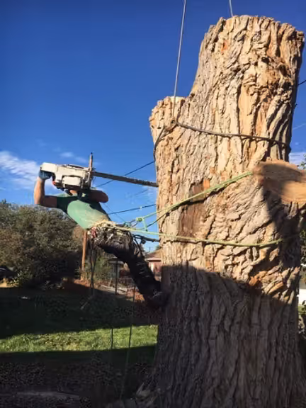 6 keys for tree removal and landscaping near me by Bullard Tree