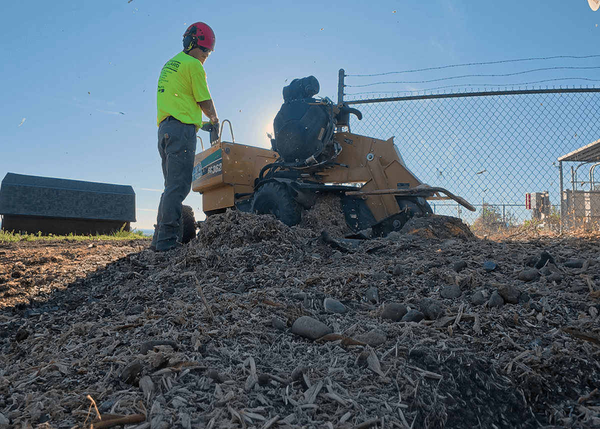 Commercial Tree Care Stump Removal & Stump Grinding