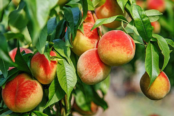 Why your fruit tree isn't thriving - pruning tips for healthy fruit trees